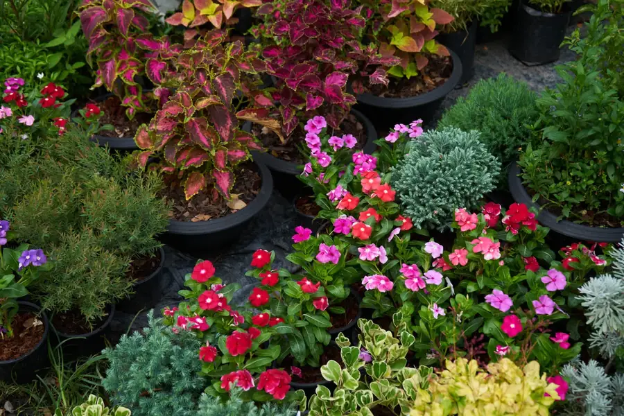 Fleurs et plantes colorées au jardin
